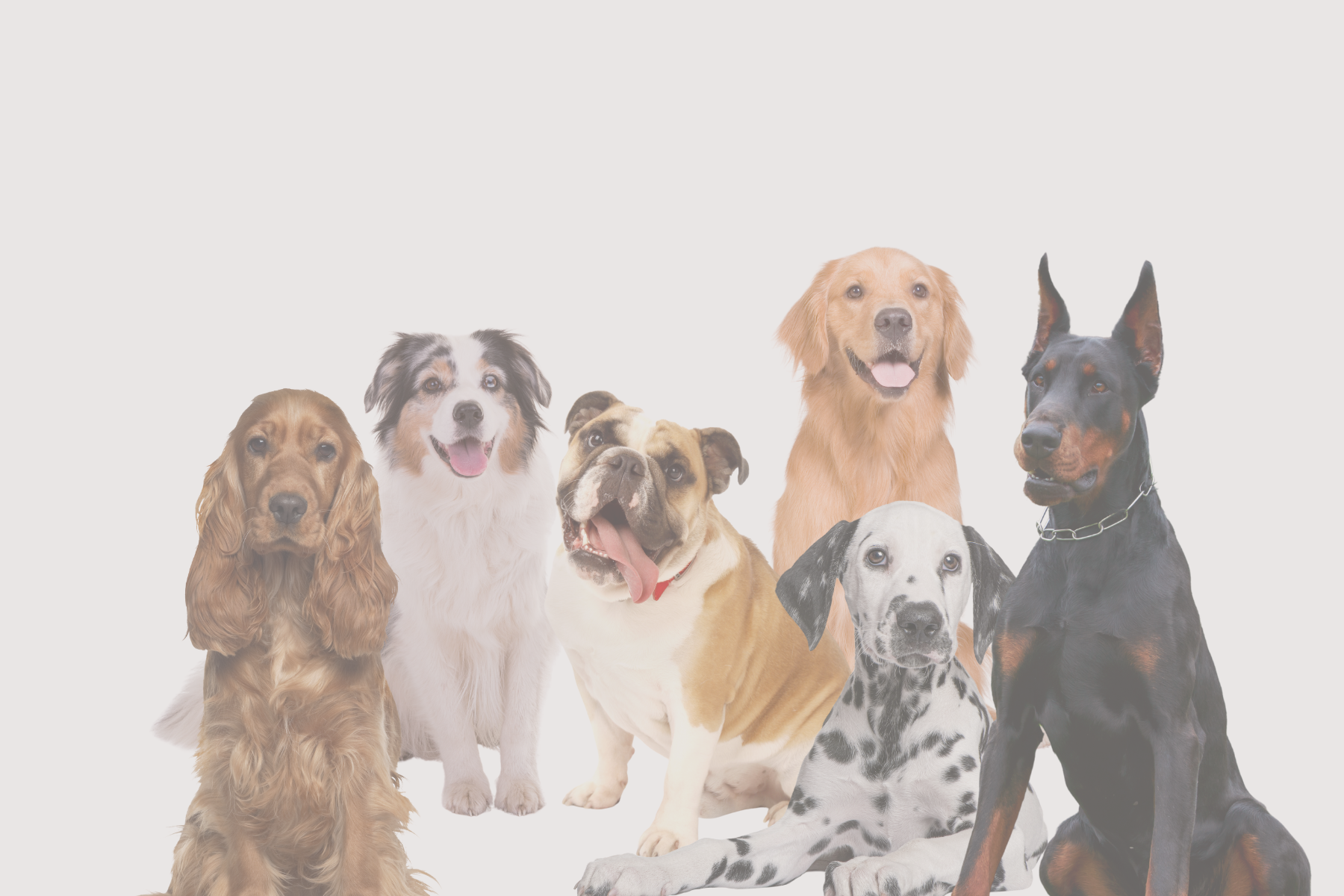Medium Breed – BarknBig