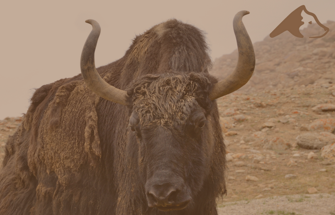 Yak