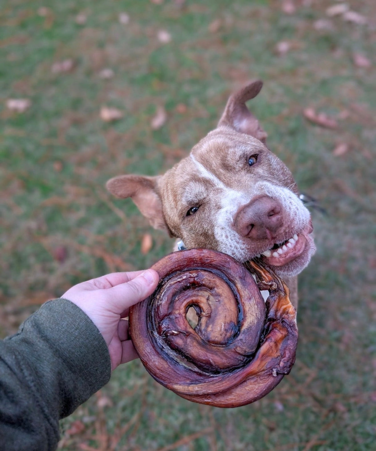 Dog holding a Bark'n Big CinnaBull Beef Bully Large in its mouth outdoors on a grassy area.