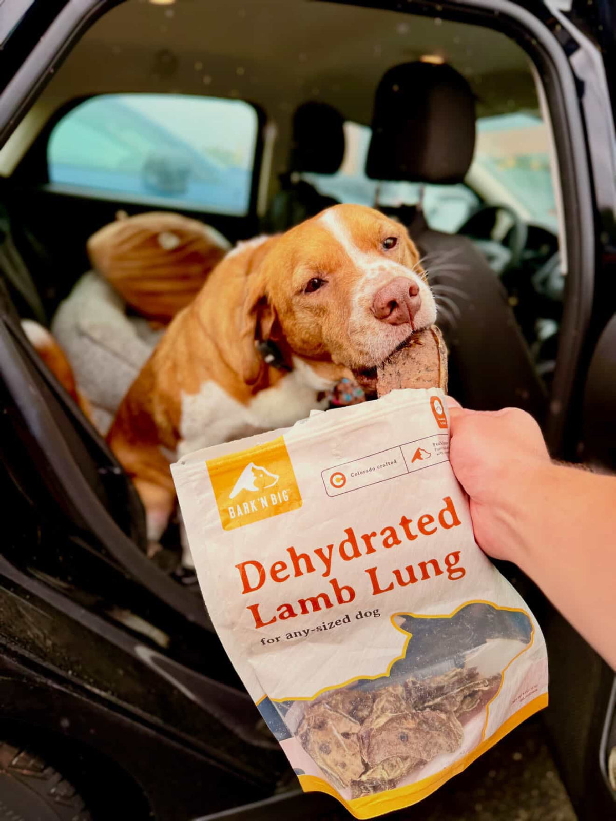 Dog inside a car with a person holding a package of Bark'n Big dehydrated lamb lung for dogs.