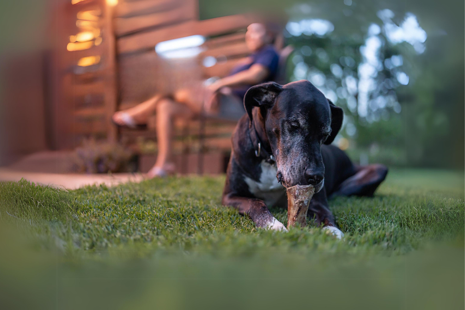 BarknBig Premium Dog Treats and Chews