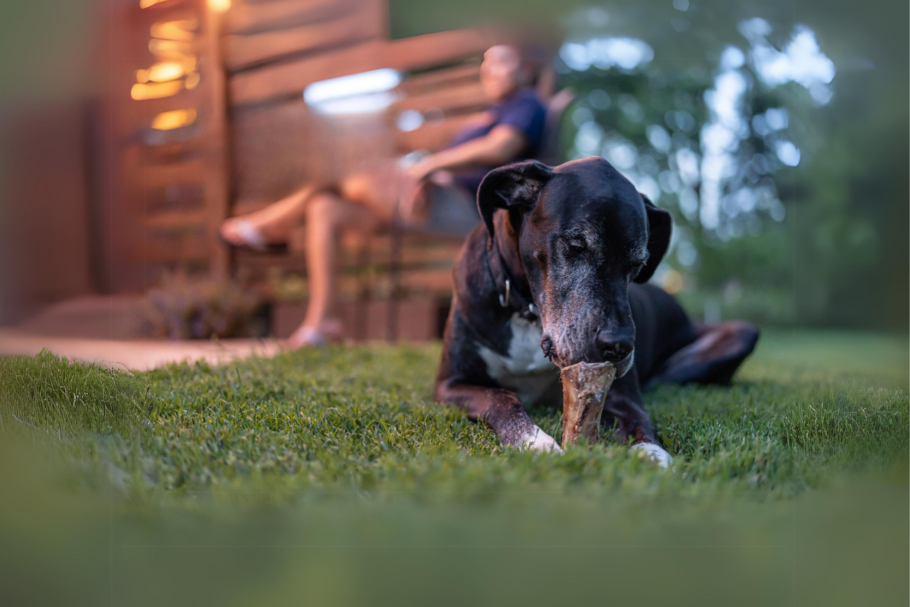 Dogs chewing BarknBig Bone