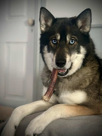 Dog with blue eyes holding a Beef Bully Stick in its mouth, sitting on a couch.