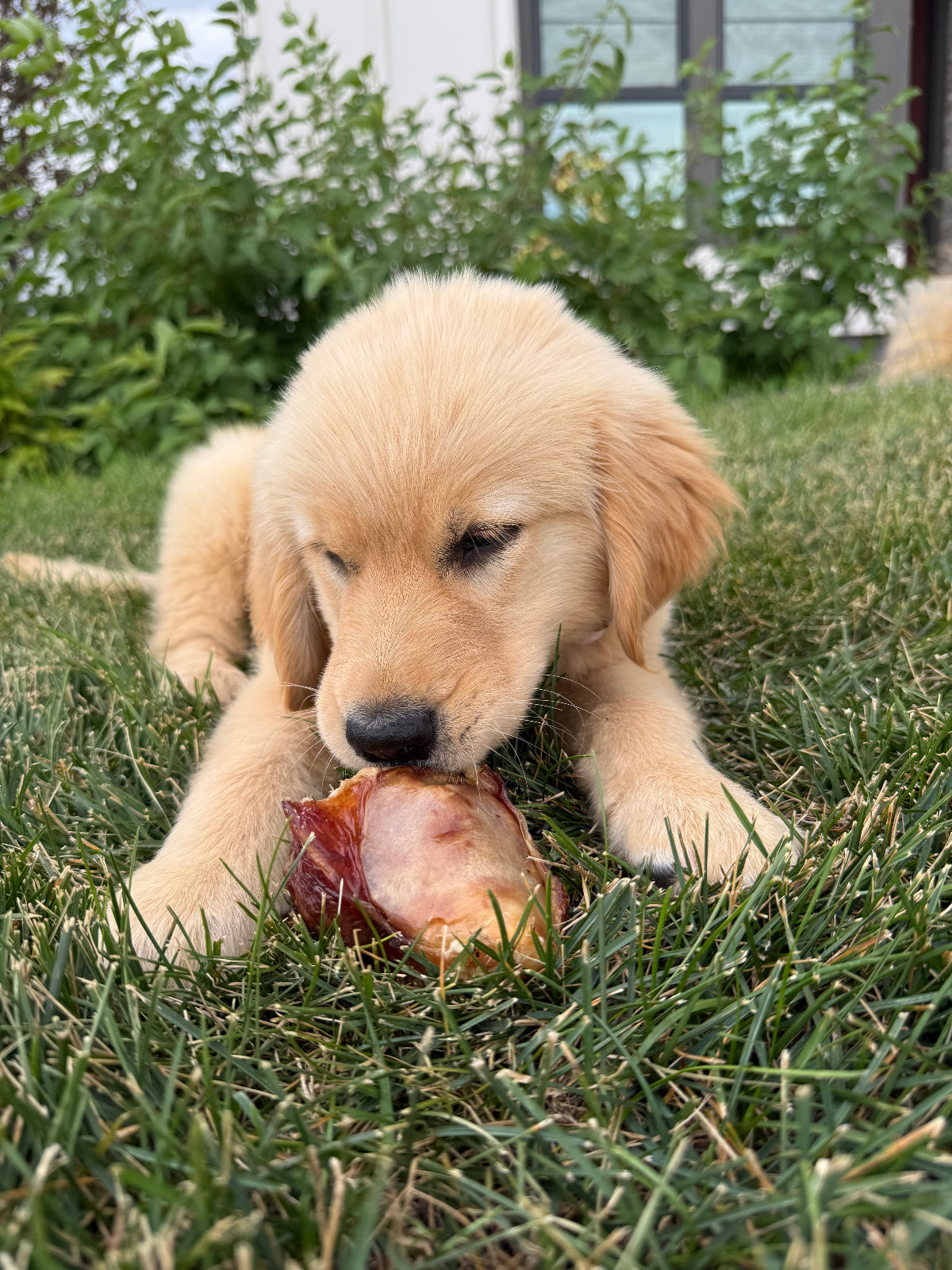 Puppy with Bark'n Big Beef Knee Cap