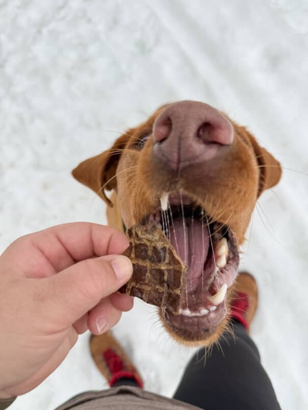 Dog biting into Beef Lung 