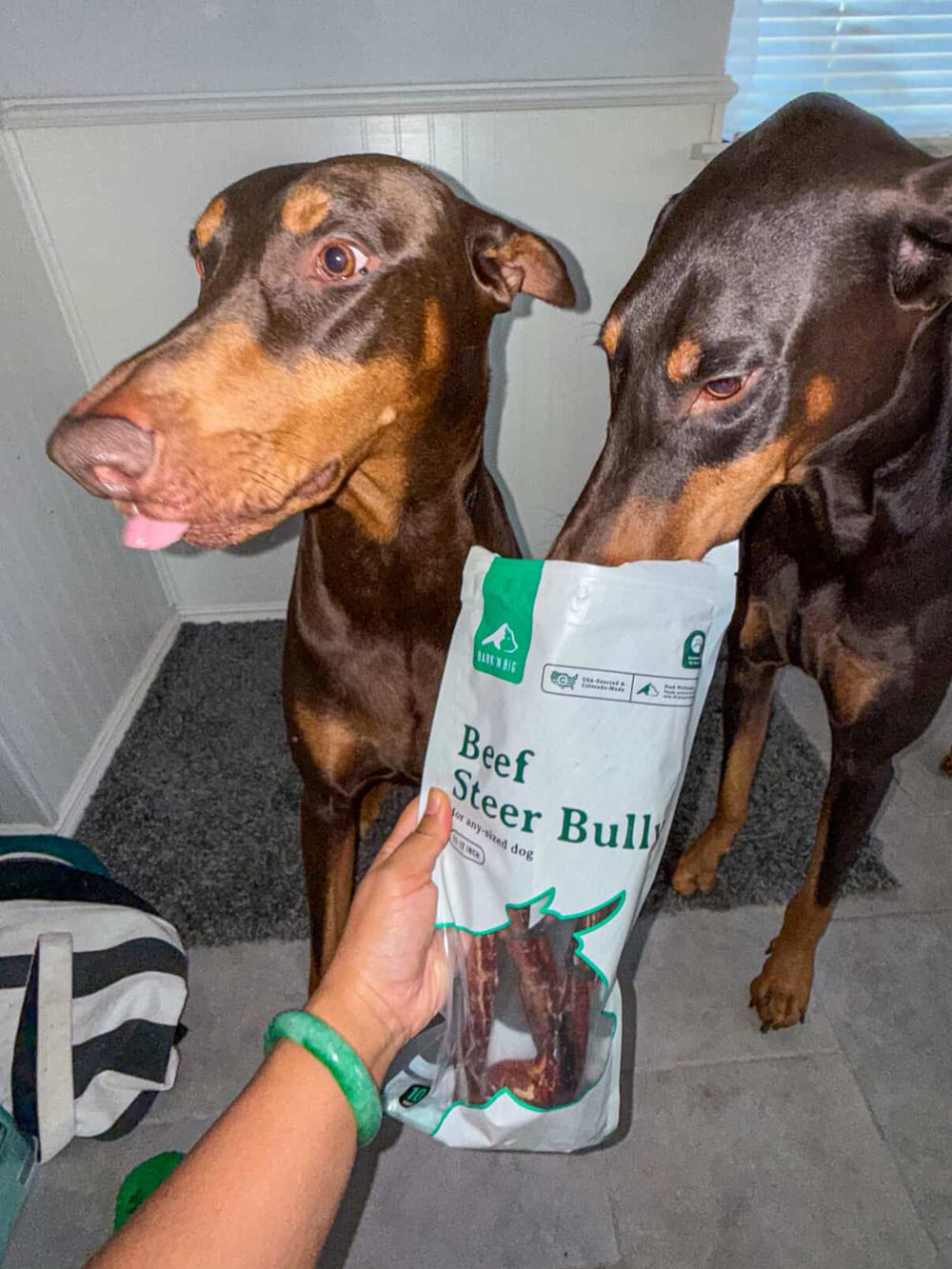 Two Doberman dogs looking at a package of beef steer bull treats held by a person.