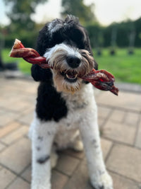 Dog holding a Beef Steer Twist in its mouth on a paved walkway.