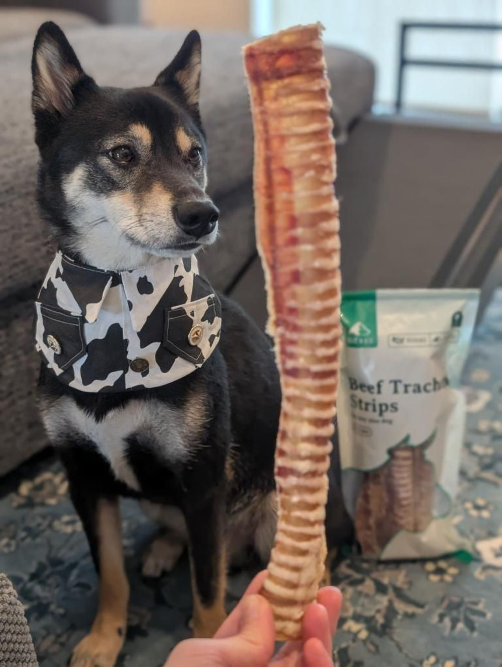 Dog standing by Beef Trachea Strip indoors 