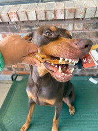 Dog being offered a Bison Gambrel Tendon Chew Strip by a person with a brick wall background