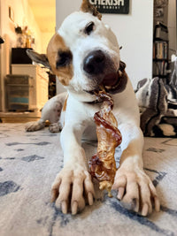 Dog chewing on a Cowboy Twist in a home setting