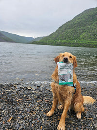 Golden Retriever holding a Dehydrated Beef Heart bag in mouth by lake