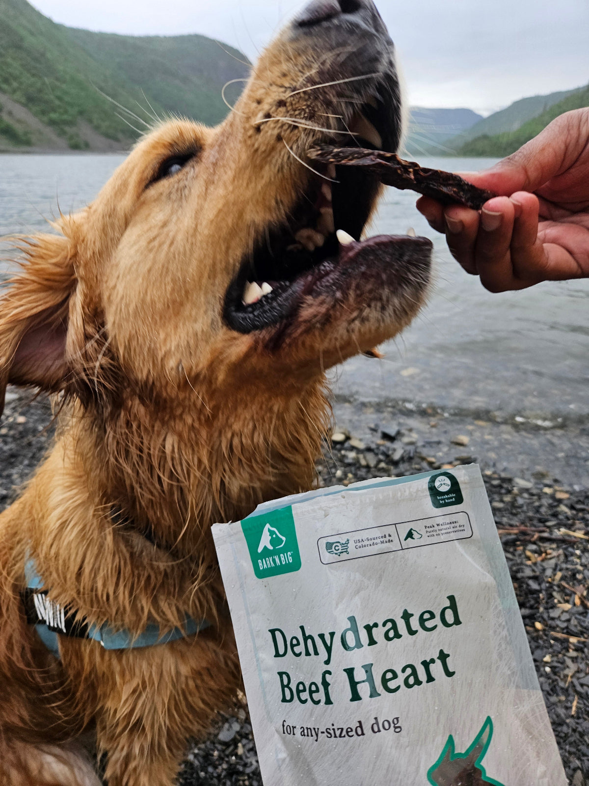 Dog holding a Dehydrated Beef Heart in its mouth on a paved walkway by the lake 