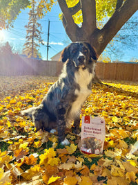 Dog sitting on a bed of autumn leaves with a bag of Dehydrated Bison Heart in front