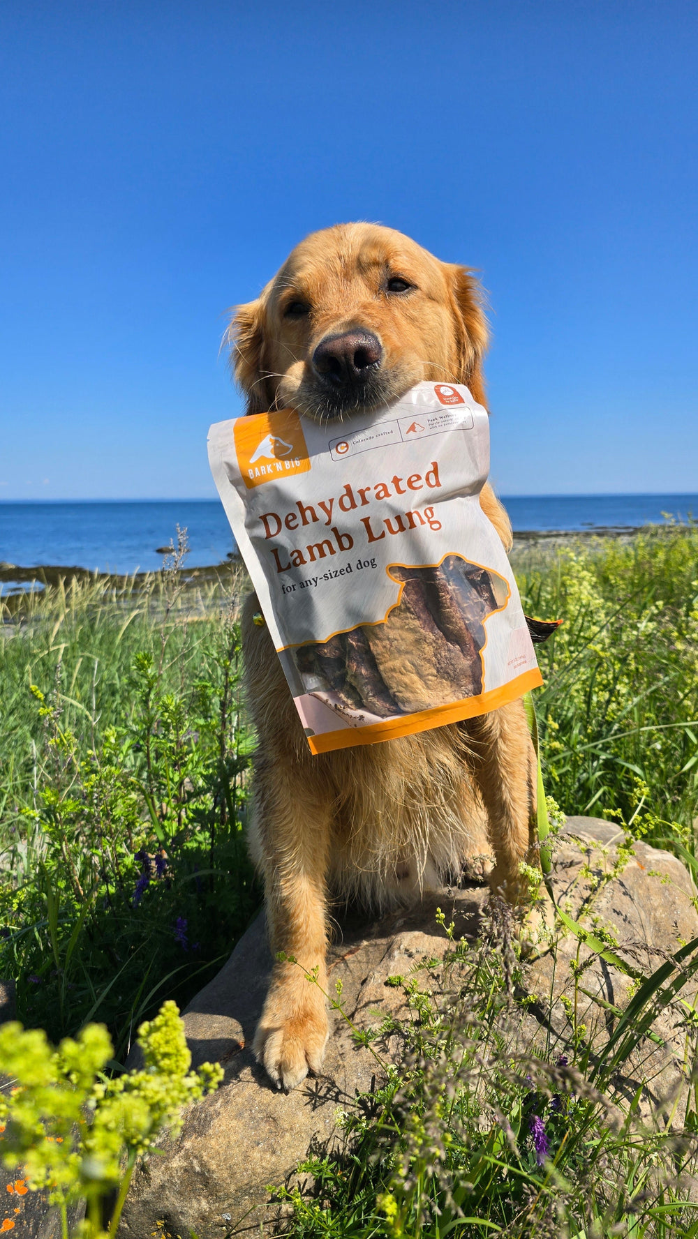 Dog holding a dehydrated lamb lung treats bag set against a scenic background.