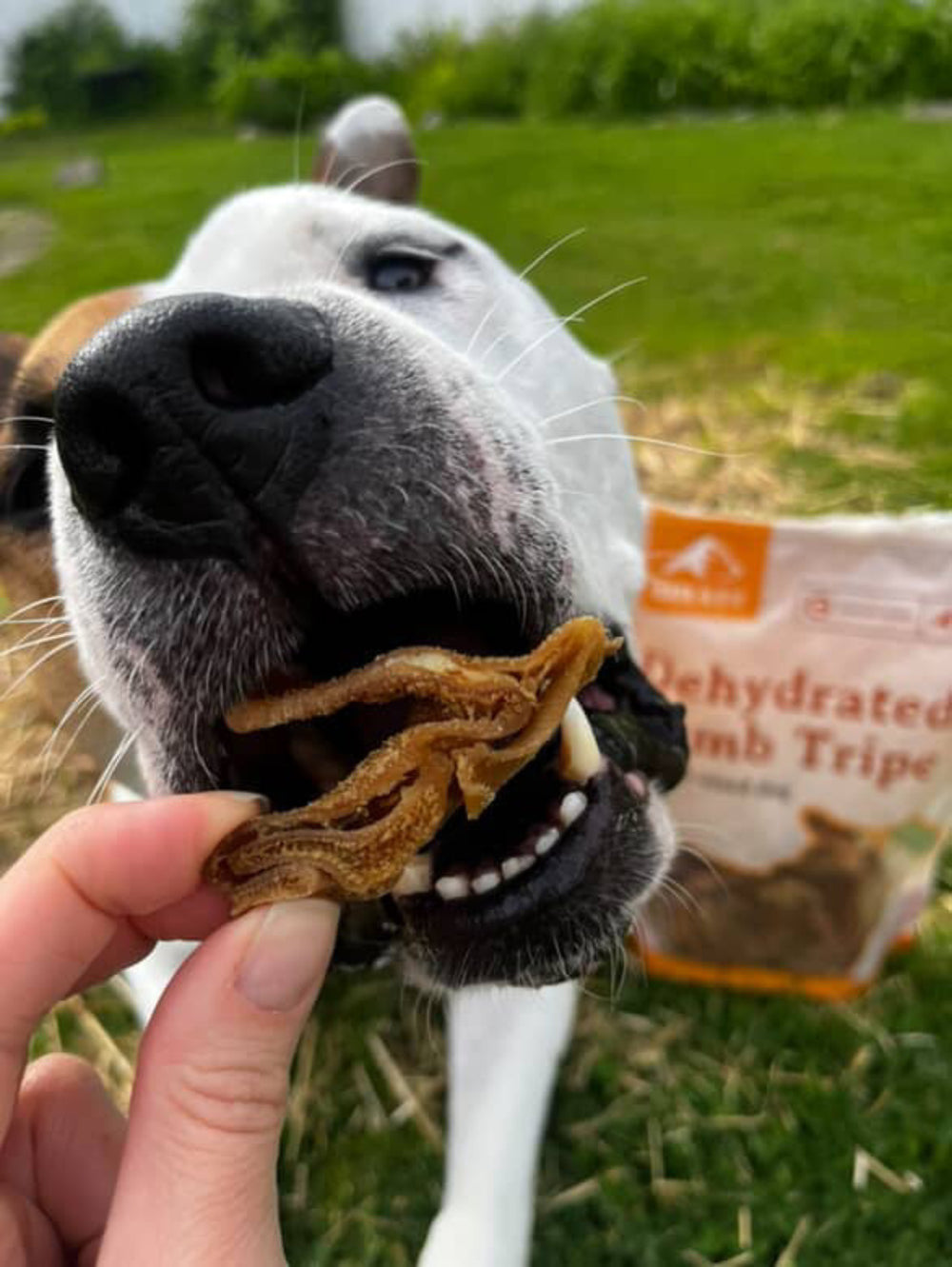 Dog eating a dehydrated lamb tripe treat held by a person with a package of the treat in the background.