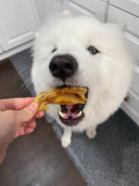 White dog eagerly taking a duck foot from a person's hand indoors.