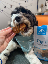 Dog wearing a blue bandana with a person holding a treat, next to a bag of Bark 'N Big Pig Ears.